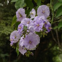 Solanum wendlandii Hook.f.
